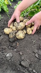 Freshly dug young potatoes in soil, hands harvesting crop