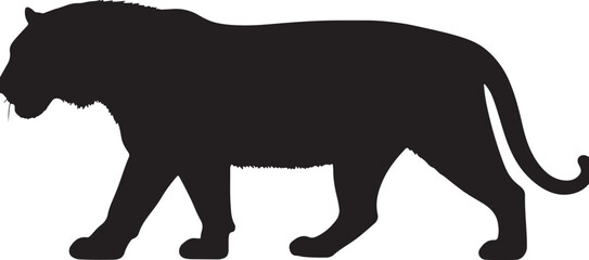South China tiger in silhouette purw white background.