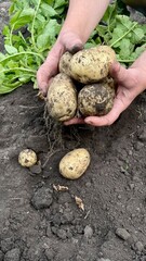 Freshly Harvested Potatoes in Hands from Organic Garden Soil