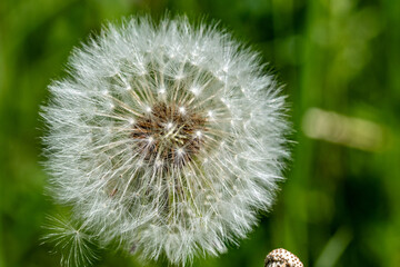 The seeds of a dandelion