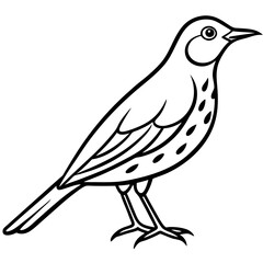 Monochrome Thrush Illustration