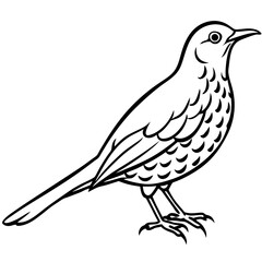 Monochrome Thrush Illustration