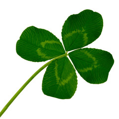 4 leaf lucky clover isolated