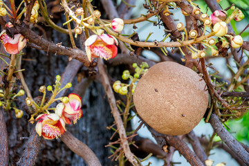 Cannonball tree (Sala tree) displays its large, round fruit and vibrant, intricate blossoms. This...