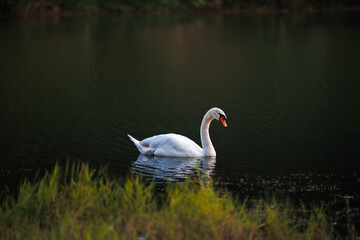 majestic white swan gracefully glides on dark, calm water. Lush green foliage frames the foreground, creating a serene and peaceful natural habitat for this beautiful bird.
