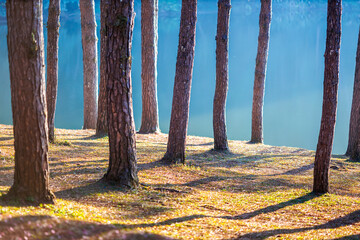 Sunlight filters through tall pine trees standing by calm blue water. Long shadows stretch across...