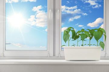 Young green plants growing in a white container on a sunny windowsill with fluffy clouds on a...