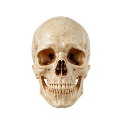 Fototapeta premium Human skull displayed in anatomical position with neutral background 