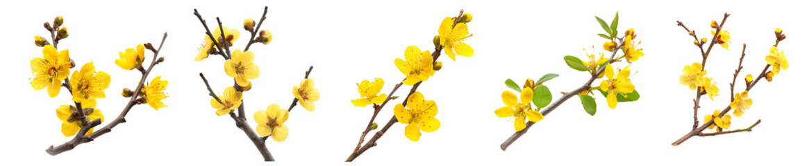 Vibrant Yellow Winter Flowers: A Close-Up of Blooming Branches