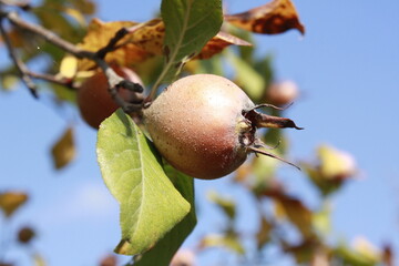 apples on tree