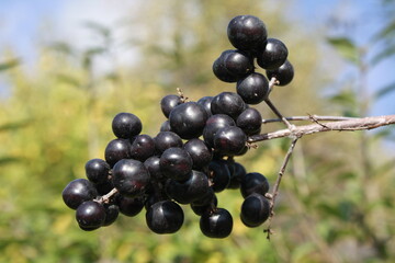 bunch of grapes