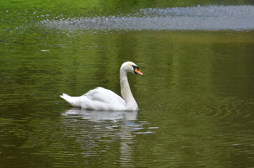 White swan ( Cygnus Olor) peacefully swim on the lake in summertime. Fauna, nature ,waterbirds, wildlife protection. Free copy space.