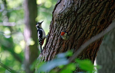 Great spotted woodpeckers feeding their chicks