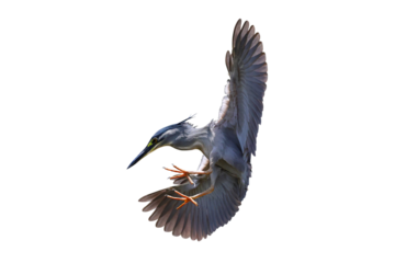 Beautiful flying Striated Heron isolated on transparent background png file
