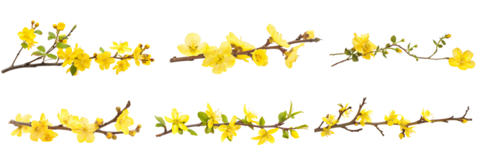 Collection of Blooming Yellow Forsythia Branches