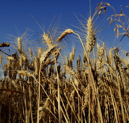 close up of mature crops of wheat in summer with sunlight and blue sky background. Triticum turgidum