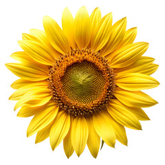 Fototapeta premium Fresh Yellow Sunflower Petals Isolated on White Background