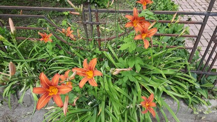 tiger lily flowers near small iron fence