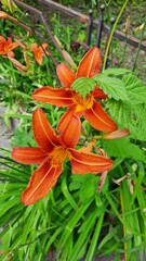 tiger lily flowers near small iron fence