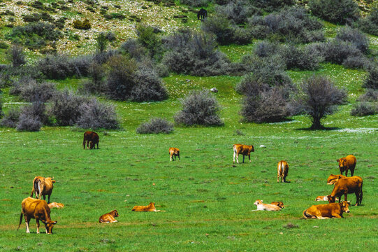 Cows and calves grazing and resting on a green spring field in Ziria, Corinth, Greece surrounded by bushes and wild landscape under blue sky.

