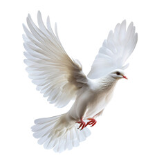 Obraz premium Graceful White Dove in Mid-Flight Showing Spread Wings Against a Clear Backgroundtransparent background transparent background