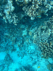 coral reef in the red