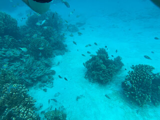 diver and coral reef