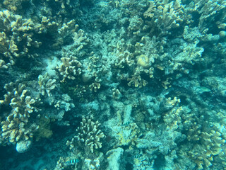 coral reef in the sea