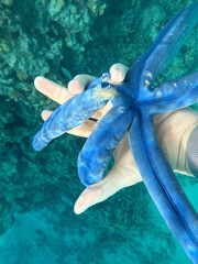 diver and starfish