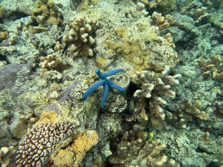 coral reef and diver