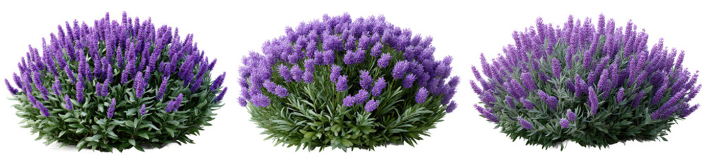 Obraz premium Lavender flower bushes with green foliage