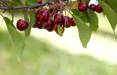 Fresh red cherries hanging from a branch on a sunny day in nature, copy space
