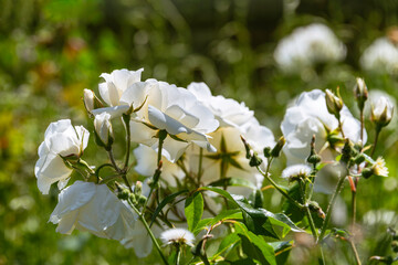 Beautiful White Rose In An Old Garden