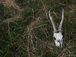 Deer skull lying on grass in an open field