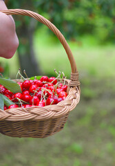 Hand holding a wicker basket filled with ripe cherries in a lush garden