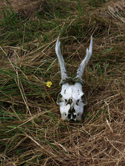 Deer skull lying on grass in an open field with yellow flower
