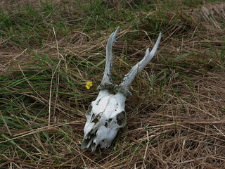 Deer skull lying on grass in an open field with yellow flower