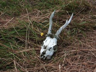 Deer skull lying on grass in an open field with yellow flower