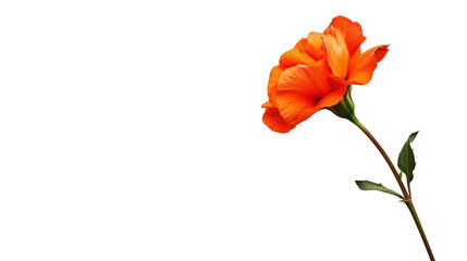 Obraz premium Orange marigold bloom Transparent background, PNG file