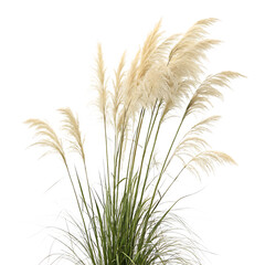 Fototapeta premium An elegant stem of dried pampas grass with a soft, feathery plume isolated on a transparent background png