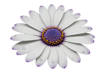 Isolated White Daisy with Purple Center and Water Droplets