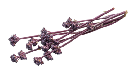 Purple petunia flower Transparent background, PNG file