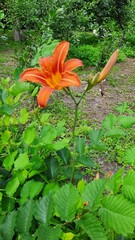 tiger lily flower with bud