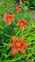 Tiger lily flowers among bright greenery