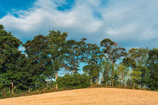 trees by a grain field