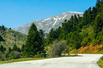 Mountain road winding through a dense fir forest with snowy peaks in the background, taken in Ziria...