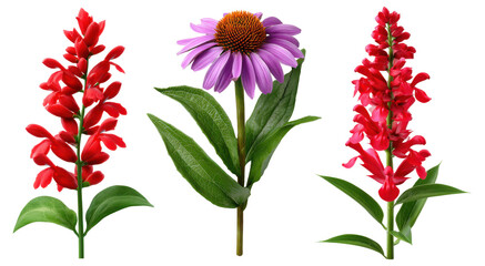 Tall blooming wildflowers including red salvia and purple coneflower