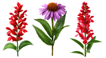 Tall blooming wildflowers including red salvia and purple coneflower