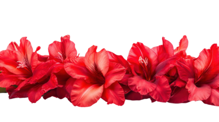 Red gladiolus flower Transparent background, PNG file