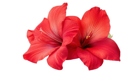 Obraz premium Red gladiolus flower Transparent background, PNG file